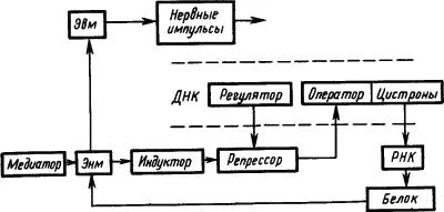Рис 25 Участие функциональных структур генетического аппарата молекулы ДНК в - фото 33
