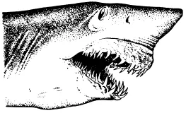 Рис 9 Рот акулы Море выбросило на берег только его шлюпку и одно весло Для - фото 9