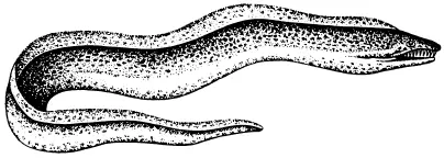 Рис 11 Мурена Манта морской дьяволЭто крупный скат с шириной тела до 66 - фото 11