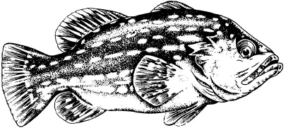 Рис 12 Гигантский каменный окунь ПираньяЭти рыбы обитают в реках и озерах - фото 12
