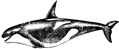Рис 14 Дельфинкосатка Тюленьморской леопардЭто крупное животное до 35 м - фото 14