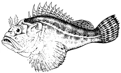 Рис 15 Скорпена или морской ерш Рыбакамень каменная рыба бугорчатка - фото 15