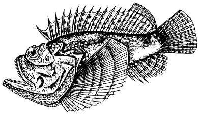 Рис 16 Рыбакамень Крылатка рыбазебра львиная рыба и др Эта рыба из - фото 16