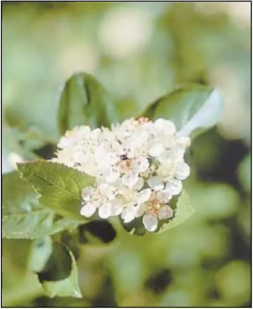 Весной ветки аронии покрываются крупными белыми соцветиями Находясь в 1976 - фото 1