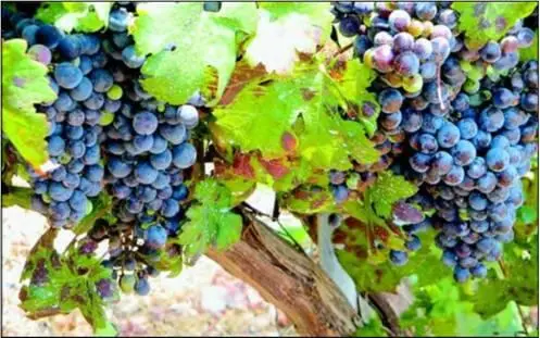 Еще в I тысячелетии до н э заметили что если емкость с виноградным вином - фото 1