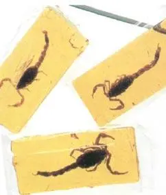 Фото 36 Леденцы со скорпионом производимые в Неваде W S Corporation - фото 36