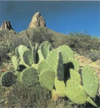 Фото 42 Опунция обыкновенная в лесном заповеднике Тонто штат Аризона Фото - фото 42