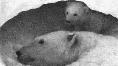 Медведица помечена Фото А А Кищинского При этом мечение белых медведей - фото 23