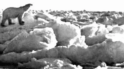 Дрейфующие льды стихия белого медведя Фото В К Орлова Льды иногда могут - фото 36