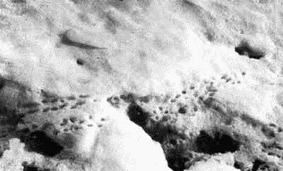 Снег таял и затапливал зимние убежища леммингов Фото автора Вешние воды - фото 44