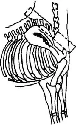 Рис4 Точки опоры хомута на скелете лошади Длина хомута определяется длиной - фото 5
