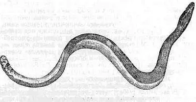 Морская пелагическая змея Pelamis platurus Морские змеи все живородящи причем - фото 4