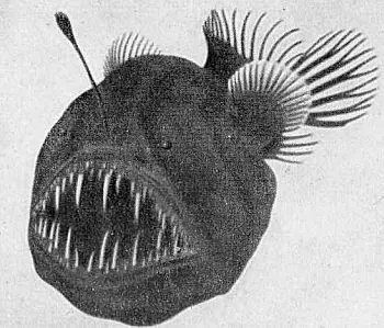 Глубоководная рыба из сем удильщиков Melanocetus Krechi Braucr 1906 - фото 11