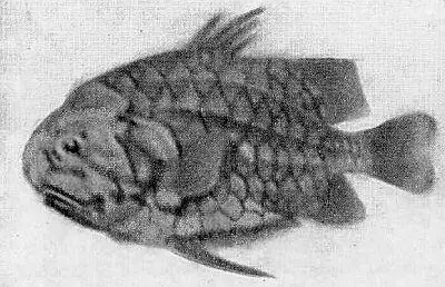 Рыбарыцарь Monoceniris japonicus Молох Moloch harridlis ящерица из - фото 22