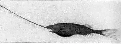 Глубоководная рыба Gigantactis vanhoeUeni Brauer 1906 Дсктор Полиан и - фото 47