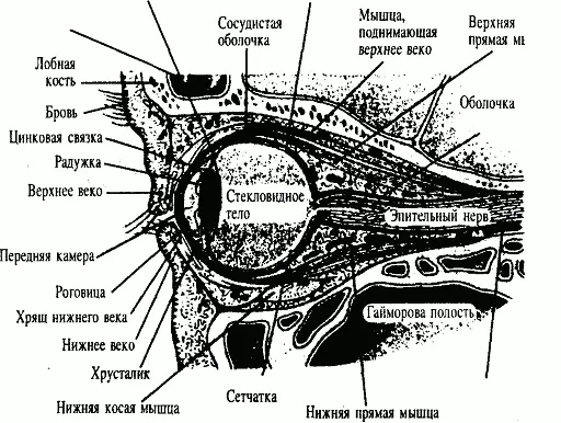 Он состоит из глазного яблока и вспомогательных частей век слезного аппарата - фото 27