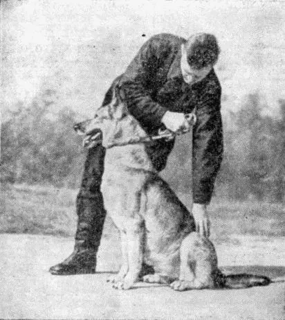 Рис 32 Второй способ приучения собаки к посадке Если собака попытается - фото 35