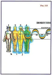 Рис 115 эмоциональный биоритм связанный с циклом активности астрального тела - фото 116