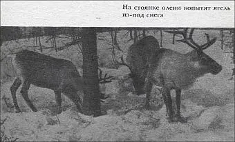 На стоянке олени копытят ягель изпод снега Рис 9 На Сибирь в то время - фото 9