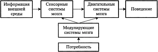 Рис 11 Схема деятельности центральной нервной системы по обеспечению - фото 2