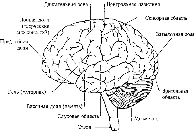 Рис 66 Человеческий мозг вид слева Странно что зрительная область находится - фото 85