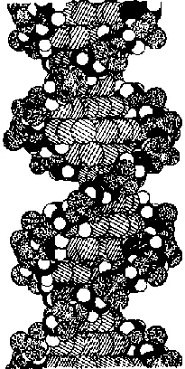 Рис 93 Молекулярная модель двойной спирали ДНК Vernon M Biosynthesis - фото 119