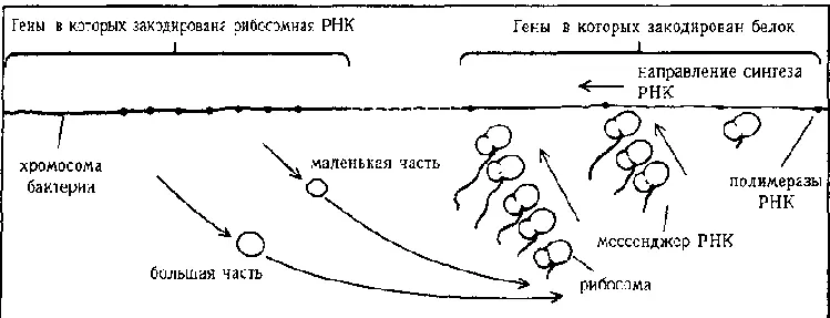 Рис 98 Вот еще более сложная схема Полирибосомы действуют не на одну а на - фото 124