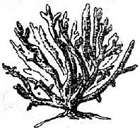 Acropora pharaonis Мадрепоровый колониальный коралл с хрупкими многочисленными - фото 6