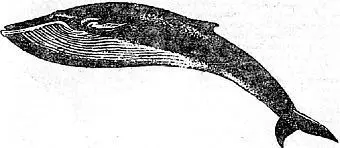 Синий кит самое крупное млекопитающее Сифонофорыsiphonophorа - фото 18