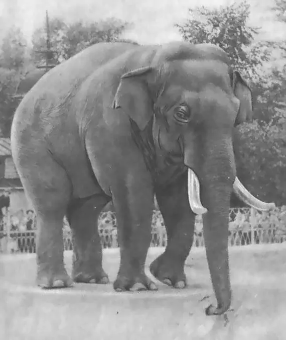 Слоны уже не ссорились во время еды и не отнимали друг у друга корм а если это - фото 47