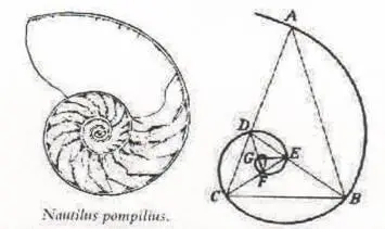 Рис 12 Спираль Фи в раковине наутилуса слева и геометрически вписанные - фото 2