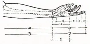 Рис 13 Пропорции Фи в человеческой руке Когда в 1948 году Козырева - фото 3