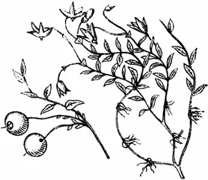 Рис 55 Клюква болотная Камнеломка колосоцветная Saxifraga hieracifolla - фото 63