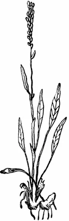 Рис 61 Горец живородящий Клайтония остролистая Claytonia acutifoiia Pall - фото 69