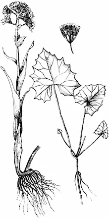 Рис 65 Нардозимия холодная Крестовник лировидный Senecio resedifolius - фото 73