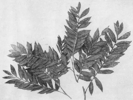 Рис 97 Кейкой Шакще Poligonium Posumbii Hamilt рис 98 кусты 115 м - фото 108