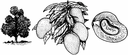 Рис 103 Манго Хлебное дерево Artocarpus integrifolia пожалуй одно из - фото 115