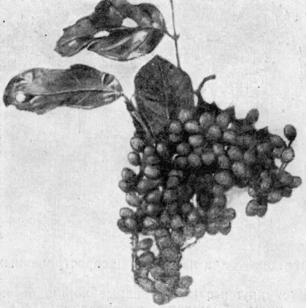 Рис 108 Плоды кейгам Банан Musa из семейства Musaceae многолетнее - фото 120