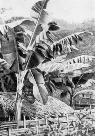 Рис 109 Банан Дикого сородича банана можно разыскать среди зелени - фото 121