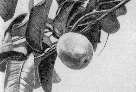 Рис 112 Гуайява В молодых джунглях по берегам ручьев и рек издалека - фото 124