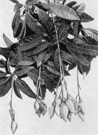 Рис 113 Плоды Куэо Монгнгыа копыто лошади Angiopteris cochindunensis - фото 125