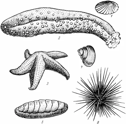 Рис 154 Съедобные морские животные 1 блюдечко 2 морской огурец 3 - фото 178
