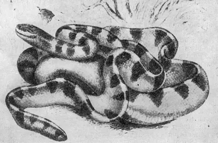 Рис 158 Ластохвост синеполосый Известна и широко распространена в прибрежных - фото 182