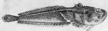 Рис 162 Талассофрим Рис 163 Морской дракончик Рис 164 Морской ерш - фото 186