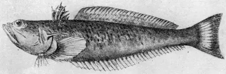 Рис 163 Морской дракончик Рис 164 Морской ерш Особое место занимают - фото 187