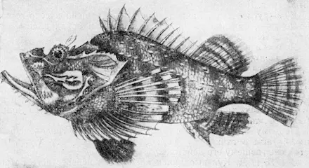 Рис 164 Морской ерш Особое место занимают скаты хвостоколы Trigon pastimaca - фото 188