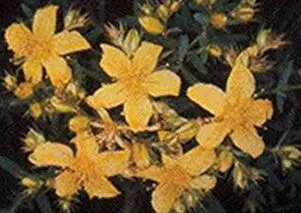 Гиперикум Препарат Гиперикум растительного происхождения и делается из травы - фото 13