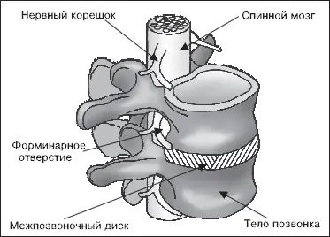 Рис 11 Строение позвоночника Позвоночник состоит из маленьких костей - фото 1