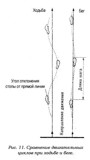 При беге стопа выполняет две основные функции Соприкасаясь с опорой она - фото 12