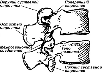 Рис 1 Строение поясничного позвонка Пока что нам удавалось справляться со - фото 1